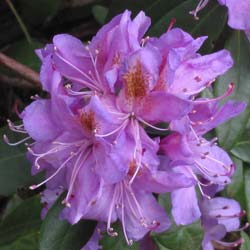 Rododendro morado